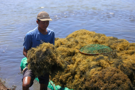 RUMPUT LAUT UNTUK PENGGANTI NAFTA
