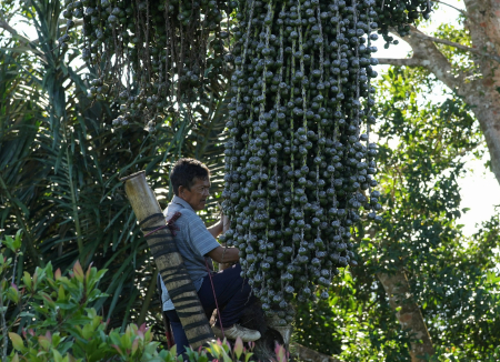 PERAJIN GULA AREN DI PULAU KABAENA