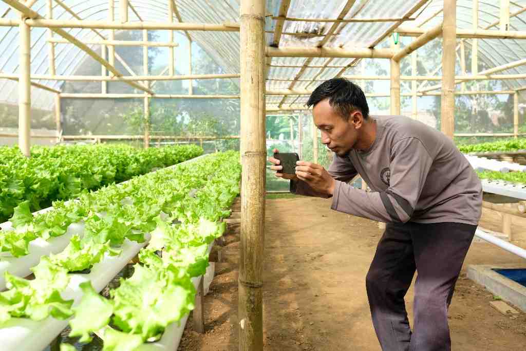 DOKUMENTASI PERTUMBUHAN SELADA