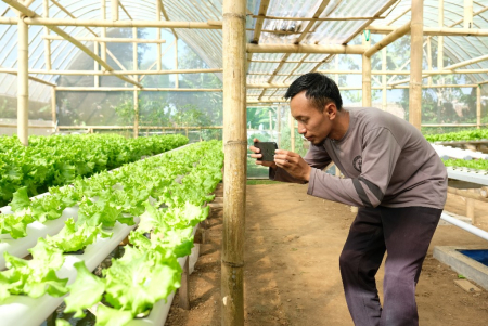 DOKUMENTASI PERTUMBUHAN SELADA