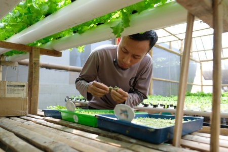 AMATI PERKEMBANGAN BIBIT