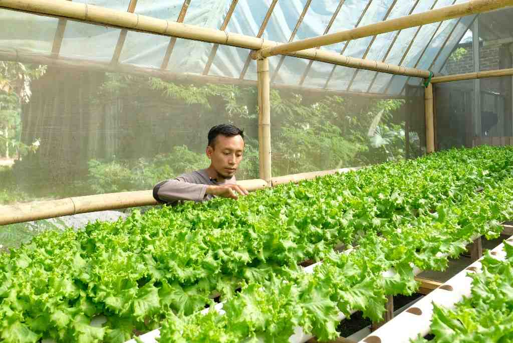 MENGONTROL PERTUMBUHAN HIDROPONIK