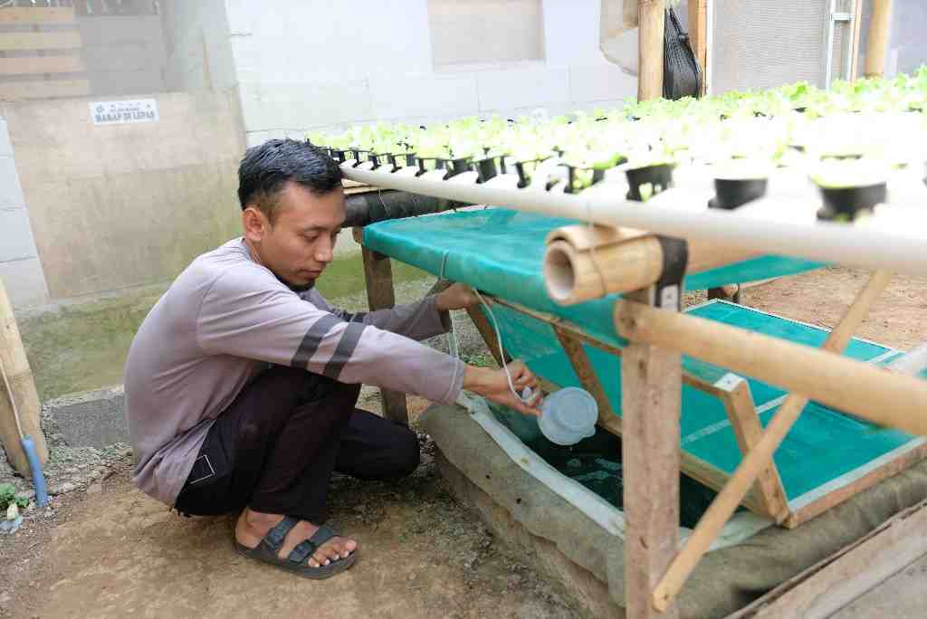 MENANAM SECARA HYDROPONIC