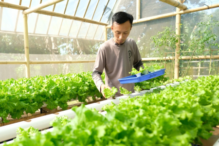 MENEMPATKAN SELADA KE TEMPAT PERTUMBUHAN
