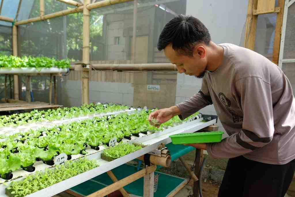 MENANAM SELADA DENGAN HIDROPONIK