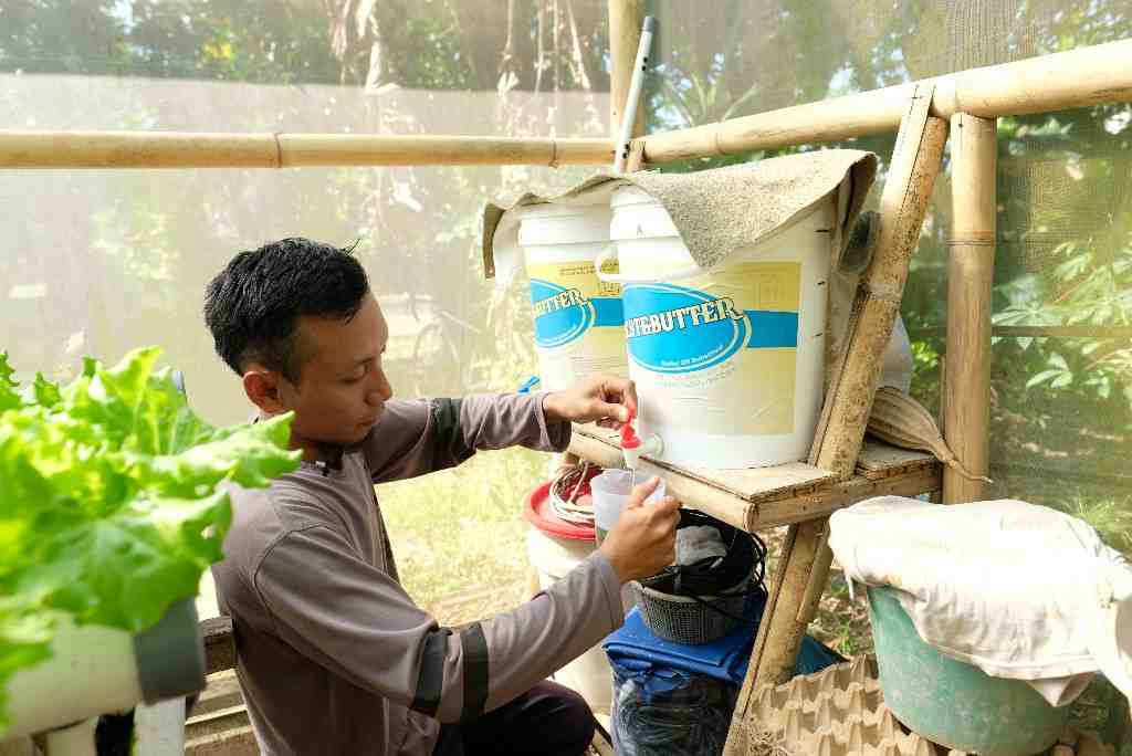 MENANAM SECARA HIDROPONIC