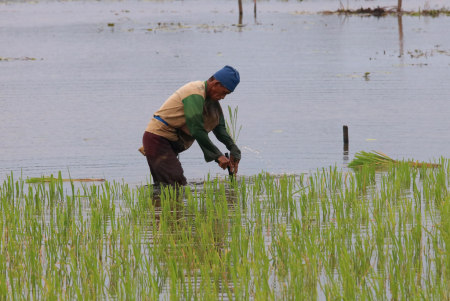 MENANAM PADI DENGAN ALAT PELUCAH