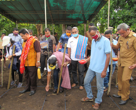 TANAM JAGUNG PANEN SAPI	