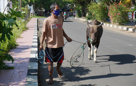 GEMBALA SAPI