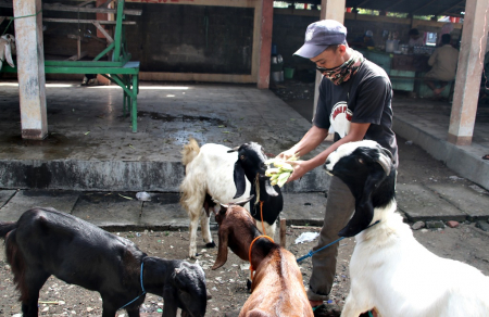 BERI PAKAN KAMBING