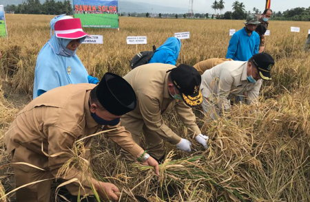 PANEN PADI di SOLOK