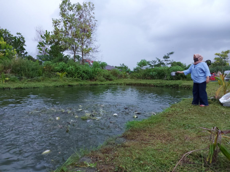 MEMBERI MAKAN IKAN PATIN