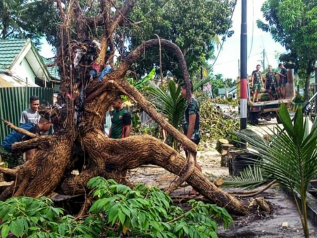 BERSIHKAN POHON TUMBANG