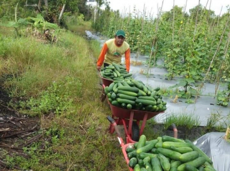 ANGKUT SAYUR MENTIMUN