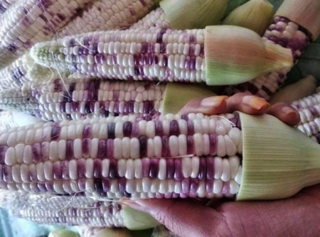 MEMPERKENALKAN JAGUNG KETAN