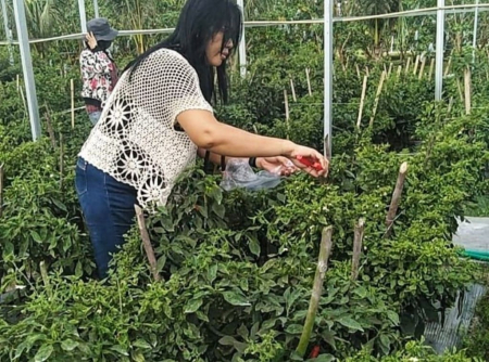 PETIK BUAH LOMBOK