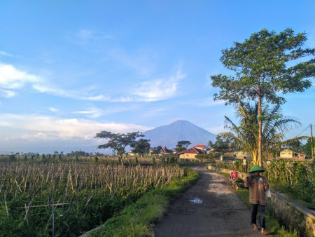 PETANI di GARUT KEMBALI KE SAWAH