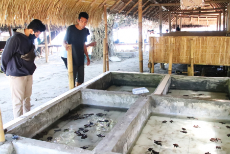 KOLAM PENAGKARAN ANAKAN PENYU