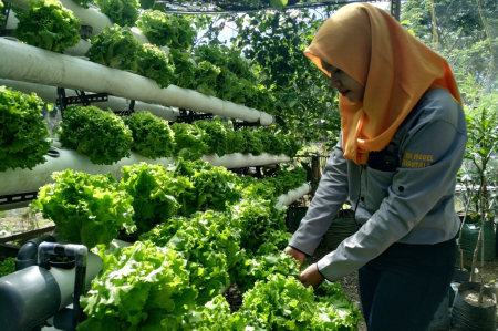 KEBUN SEKOLAH
