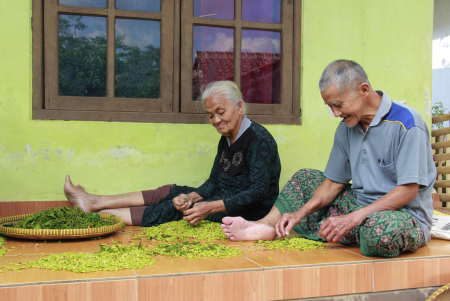MEMISAHKAN BUAH DAN TANGKAI CENGKEH