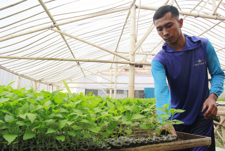 MENYIAPKAN BIBIT SIAP JUAL
