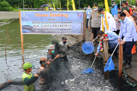 MENTERI KP PANEN BANDENG di GORONTALO