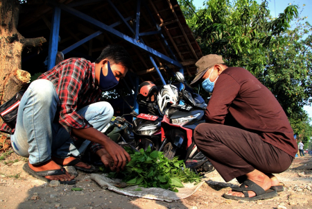 PENJUAL BIBIT CABAI SIAP TANAM