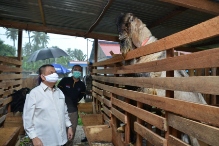 PENGEMBANGAN PETERNAKAN KAMBING di GORONTALO