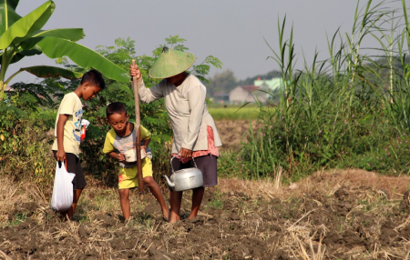 TANAM BENIH JAGUNG