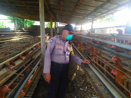 TINJAU BUDIDAYA AYAM PETELOR.