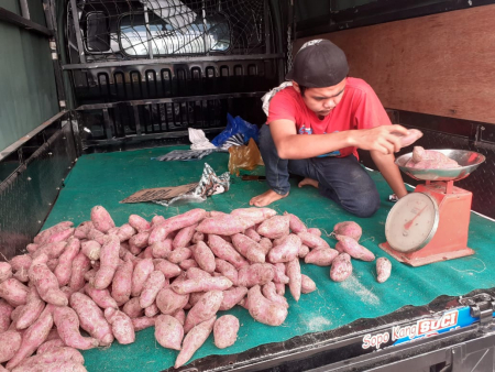 MENIMBANG UBI UNGU