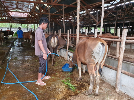 MEMPERSIAPKAN SAPI UNTUK HARI RAYA IDUL ADHA