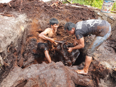  ANGKAT AKAR POHON
