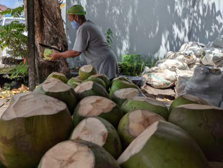 MENGUPAS BUAH KELAPA