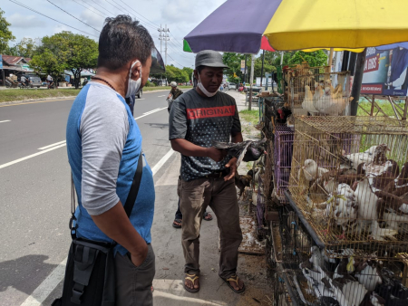 JUAL BURUNG MERPATI