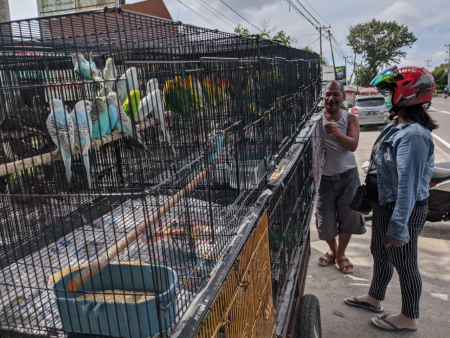 JUAL BURUNG HIAS