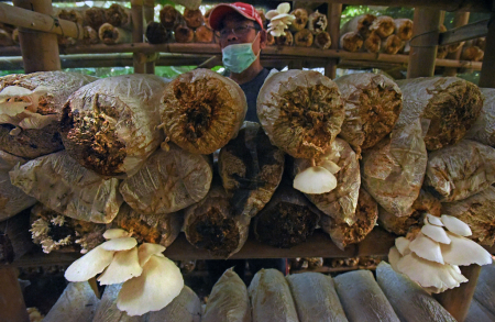BISNIS JAMUR TIRAM TETAP EKSIS DI MASA PANDEMI