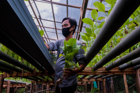 BUDIDAYA TANAMAN SISTEM HIDROPONIK