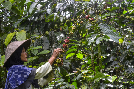 PANEN KOPI GALUNGGUNG