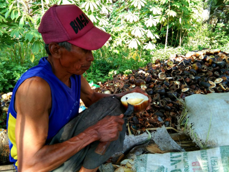 KUPAS BUAH SIWALAN
