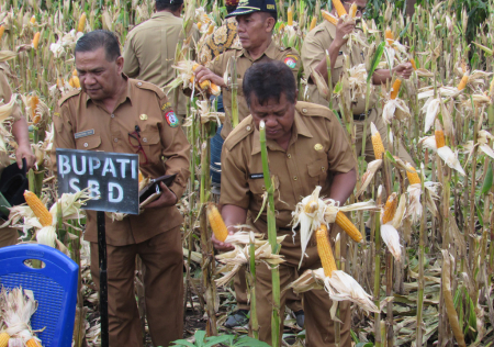 BUPATI SBD PANEN JAGUNG