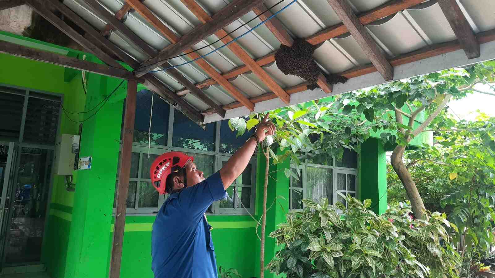 TUNJUKAN POSISI SARANG LEBAH
