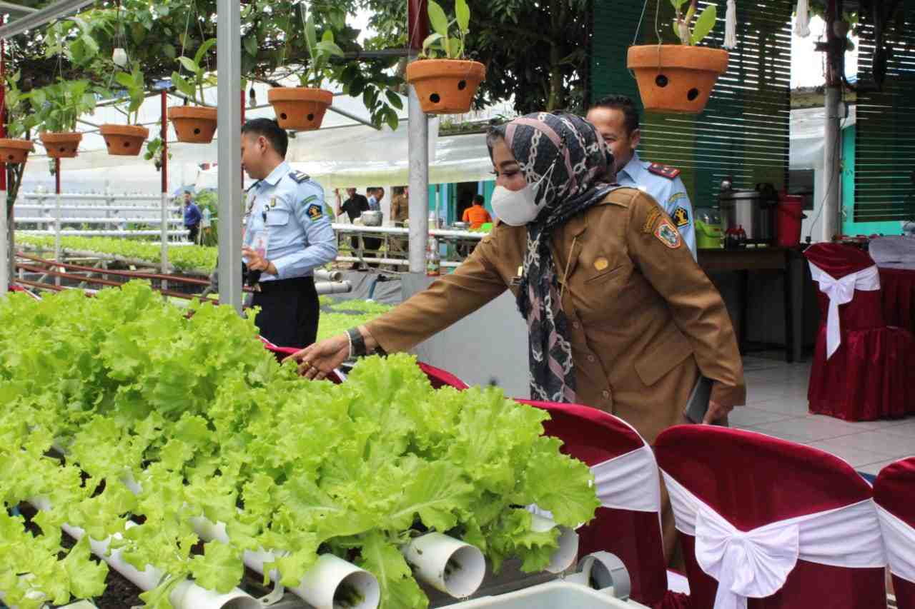 BUDIDAYA TANAMAN HIDROPONIK