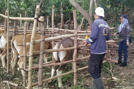 PERIKSA SAPI UNTUK DIVAKSIN