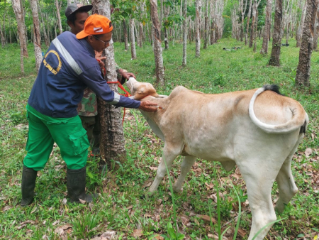 VAKSINASI HEWAN DISTAN BANJAR