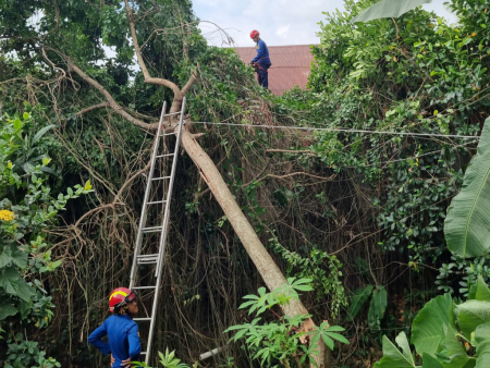 EVAKUASI POHON TUMBANG