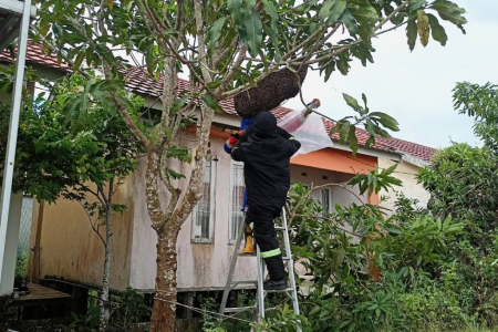 EVAKUASI SARANG LEBAH 