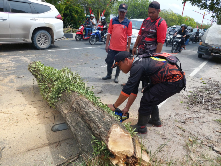 MEMOTONG KAYU