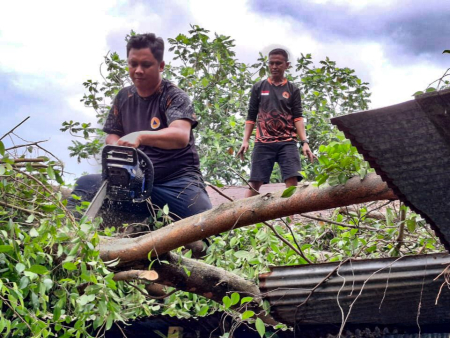 TEBANG POHON RAWAN TUMBANG
