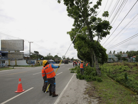 PANGKAS DAHAN POHON